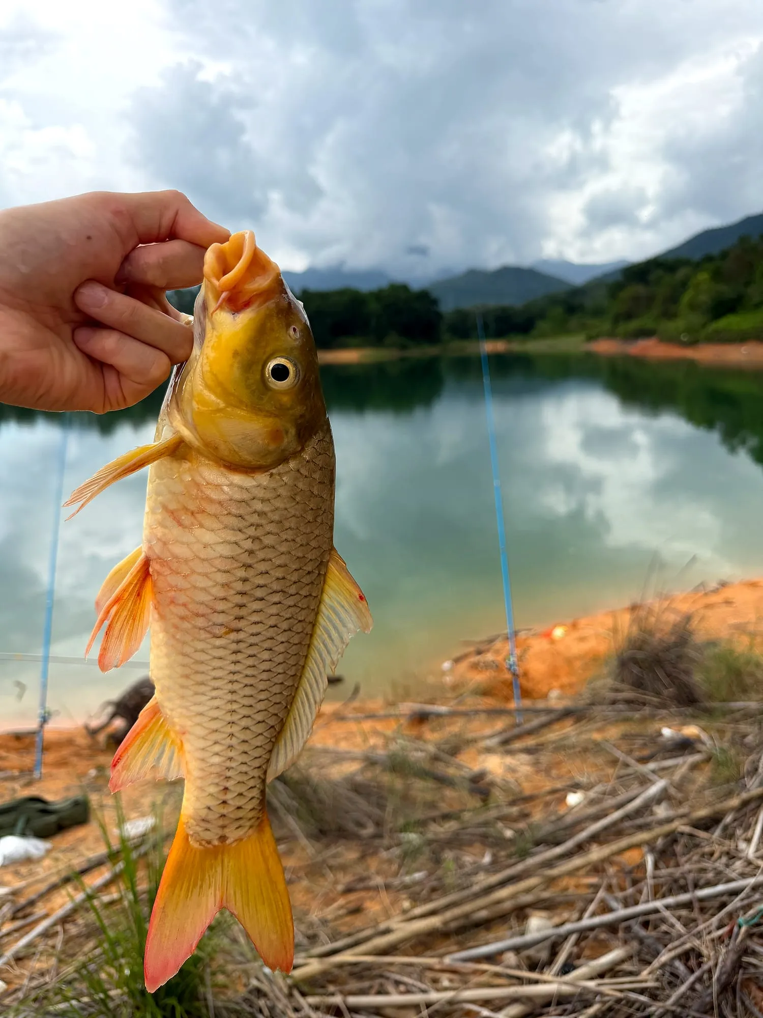 通体金黄的大鲤